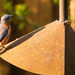 Bluebird Trying to Figure Out the Suet! by rickster549