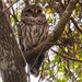Barred Owl Taking a Snooze! by rickster549