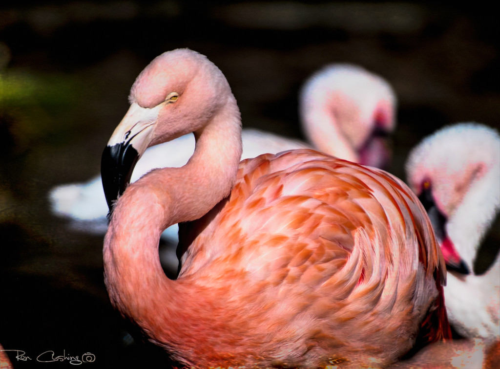 Flamingo Friday '20 03 by stray_shooter