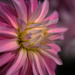 Pink dahlia by maureenpp