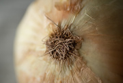 17th Jan 2020 - macro onion 1