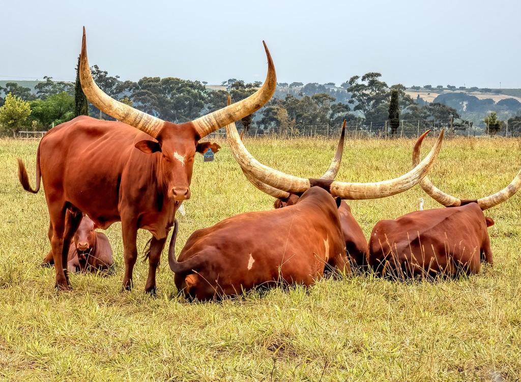 Ankole Cattle lazing around. by ludwigsdiana