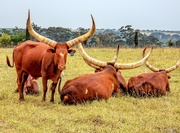 18th Jan 2020 - Ankole Cattle lazing around.
