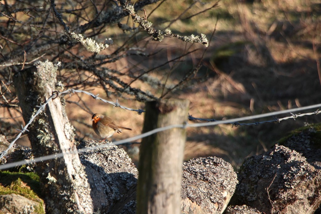 Little Robin Redbreast by jamibann