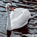 Swan lake by stuart46