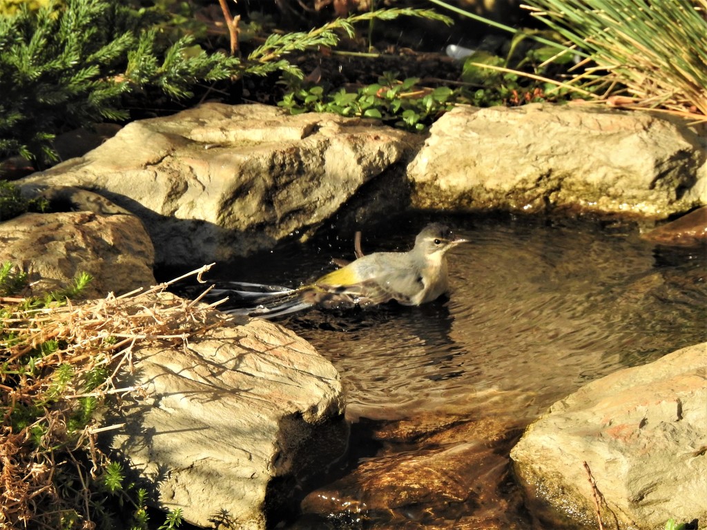 Grey Wagtail Taking a Bath by susiemc