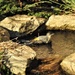 Grey Wagtail Taking a Bath by susiemc