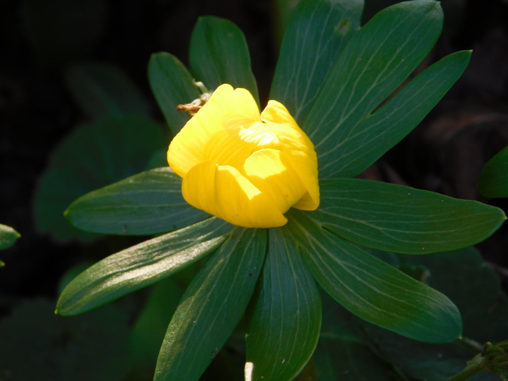 A cheerful Aconite enjoying a sunny spot by 365anne