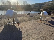 18th Jan 2020 - Sunray’s and Swans