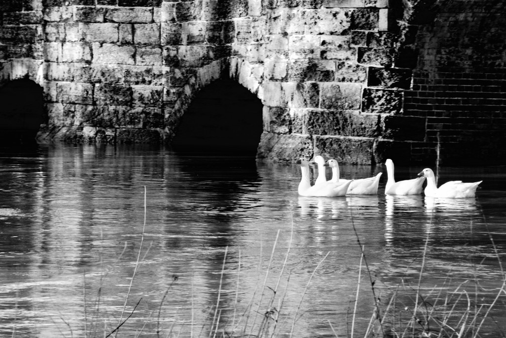 Ducks, Autumn, Monochrome became Geese, Winter Mono by 30pics4jackiesdiamond