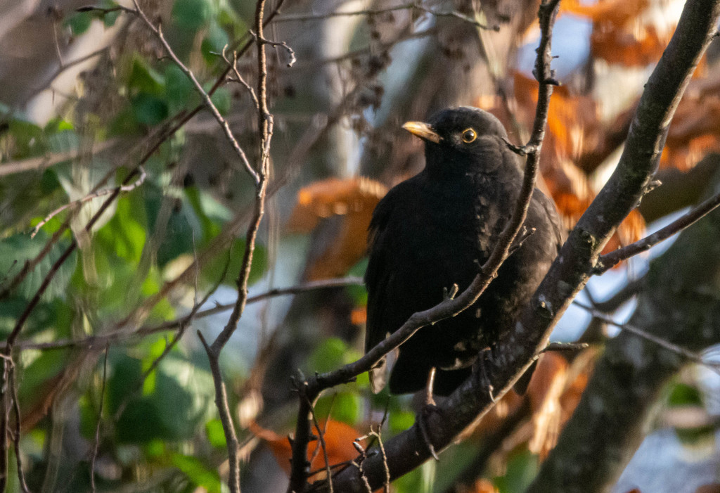 Another Blackbird by stevejacob
