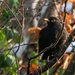 Another Blackbird by stevejacob
