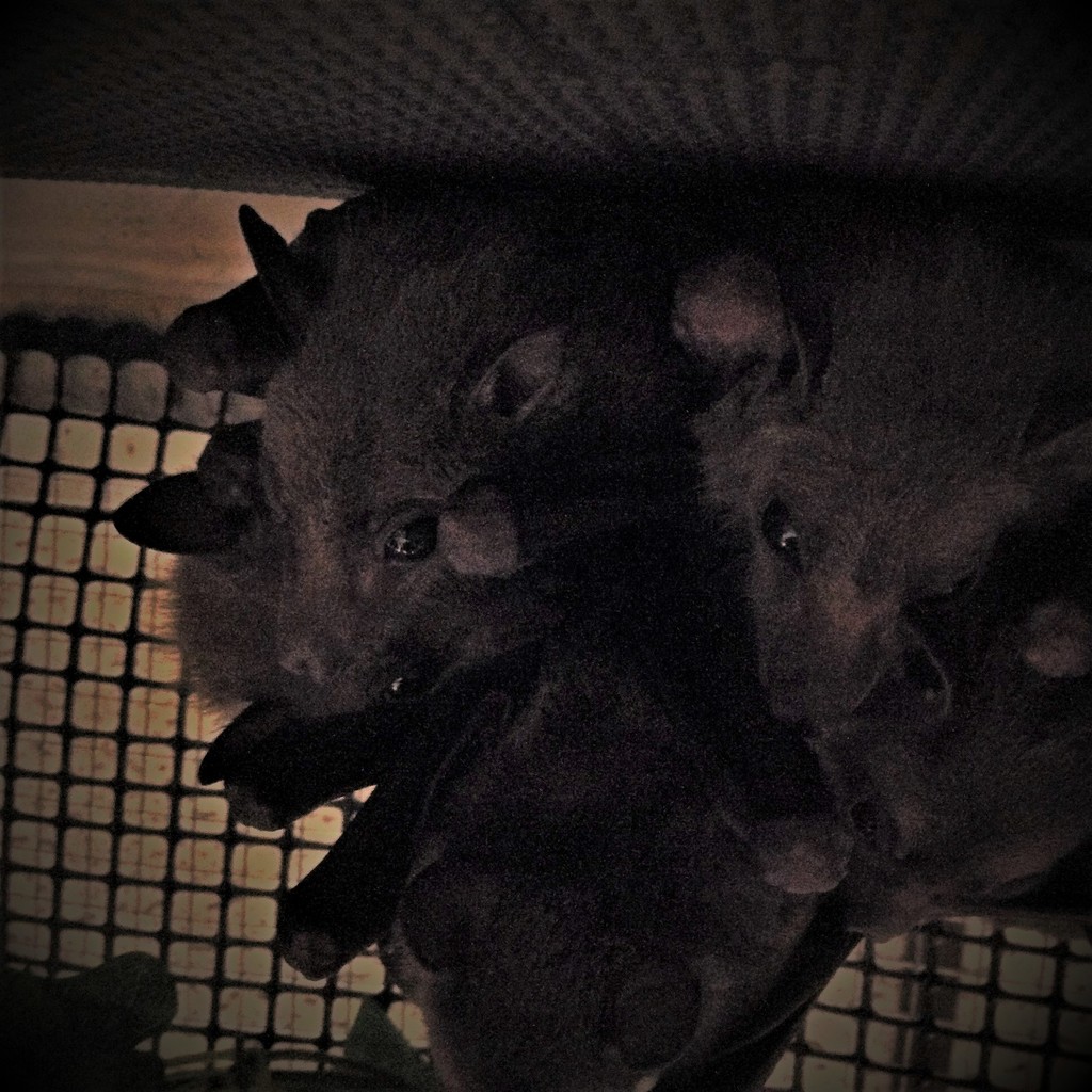 Day 8:  Fruit Bats  by jeanniec57