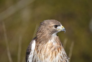9th Jan 2020 - Day 9: Red Tail Hawk