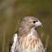 Day 9: Red Tail Hawk by jeanniec57