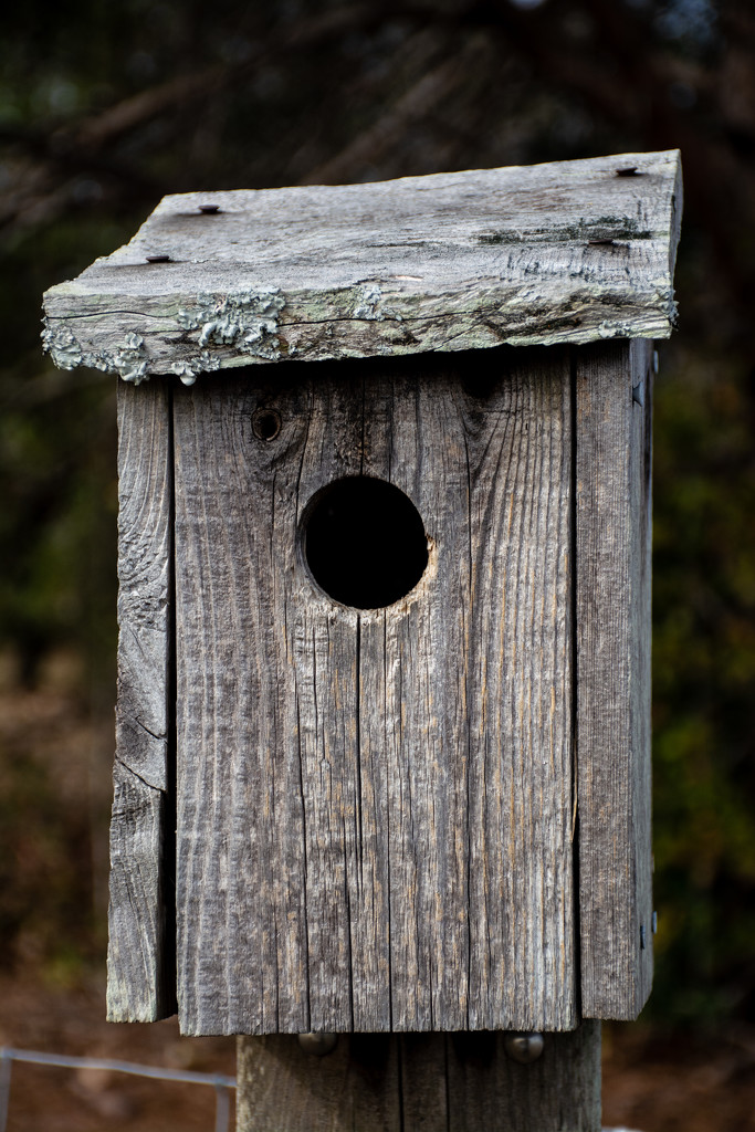 Bluebird house by thewatersphotos