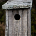 Bluebird house by thewatersphotos