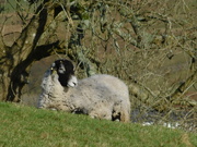 18th Jan 2020 - it's a sheep