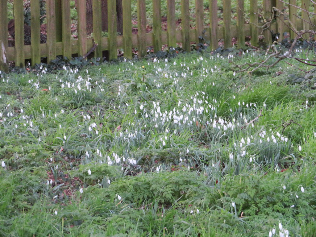 Snowdrops by lellie