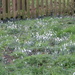Snowdrops by lellie