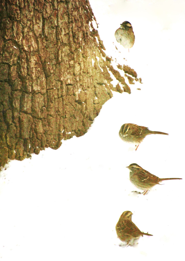4 Sparrows and an Oak by mzzhope