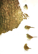 18th Jan 2020 - 4 Sparrows and an Oak