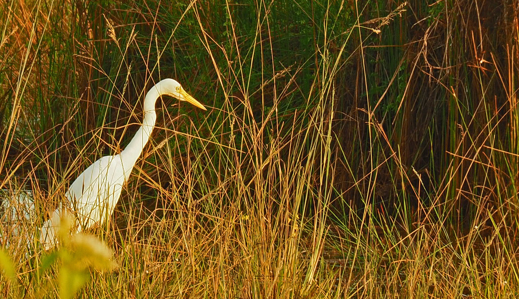 Egret hunting. by ianjb21