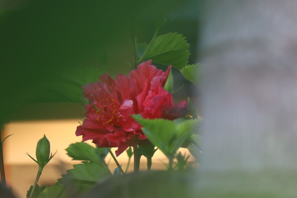 Hibiscus over the fence by sandradavies