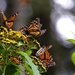 Monarch Butterflies    by sstcowan