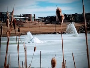 18th Jan 2020 - Beyond the Cattails