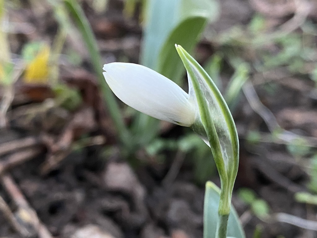 First Snowdrop by ninihi