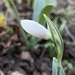 First Snowdrop by ninihi