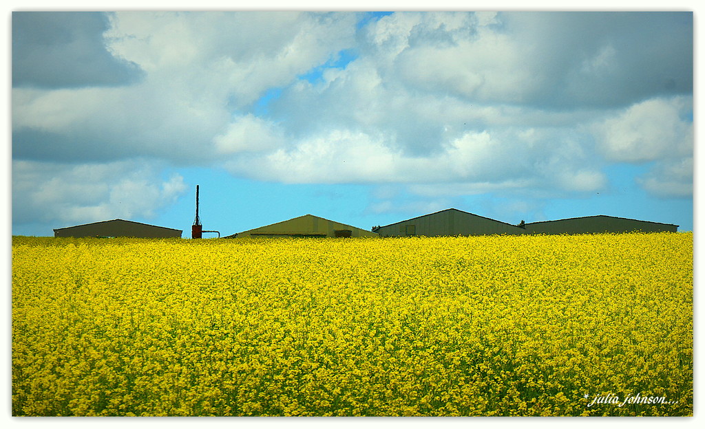 Mustard Fields.. by julzmaioro