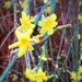 Forsythia by pamknowler