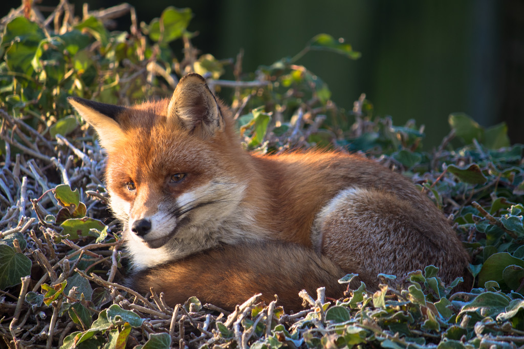 A fox on the 'edge by peadar