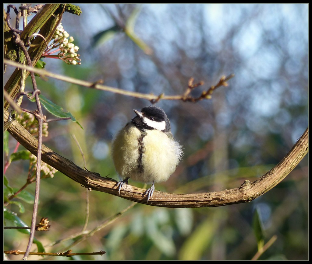 fluffed by jokristina