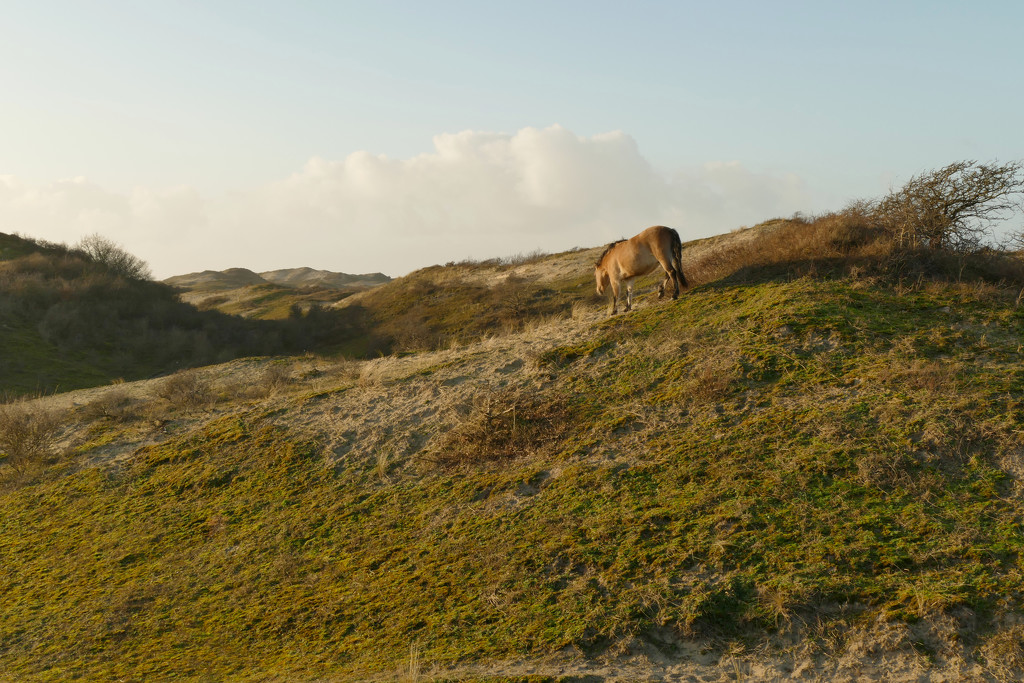 wild horse in the dunes by marijbar