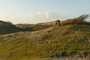 19th Jan 2020 - wild horse in the dunes