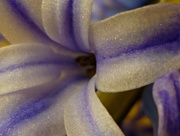 18th Jan 2020 - Heavenly Hyacinth 