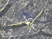 19th Jan 2020 -  Faraway Buzzard at Hergest Croft