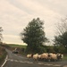 Traffic Jam Lake District Style  by countrylassie