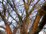 19th Jan 2020 - Knarled branches beside the canal.