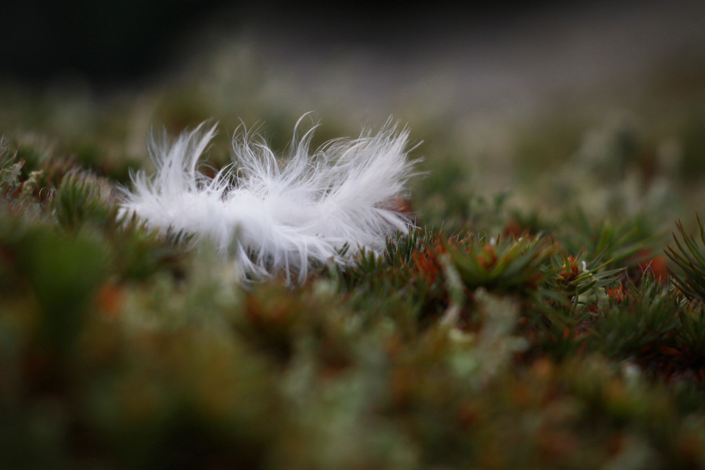white feather. by callymazoo
