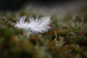 19th Jan 2020 - white feather.
