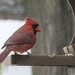 Cardinal-January 2020 by houser934