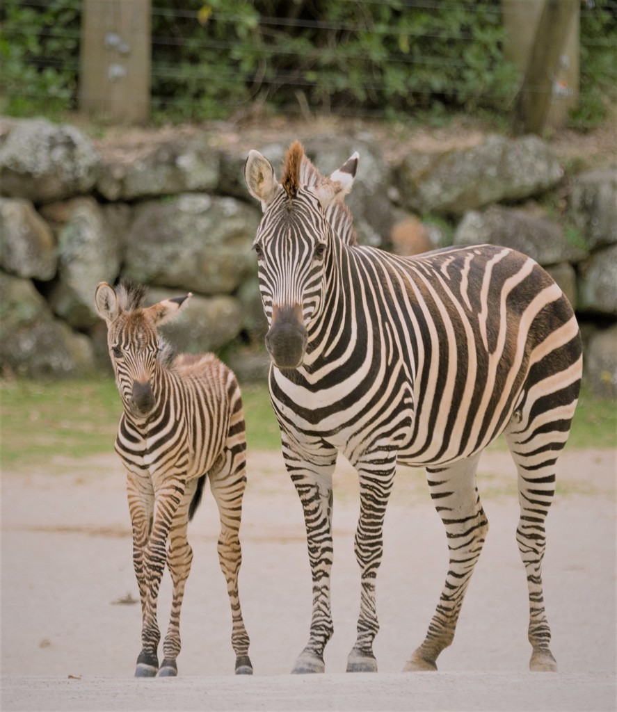 Auckland Zoo: Mother and her baby Foal by creative_shots