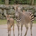 Auckland Zoo: Mother and her baby Foal by creative_shots