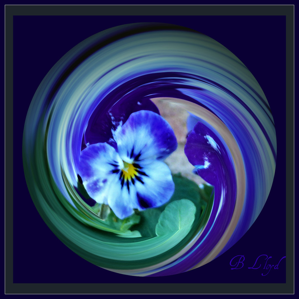Pansy in a twirl . by beryl
