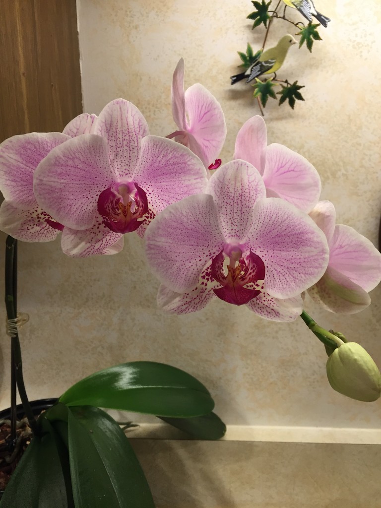Dad’s orchid has bloomed  by kchuk