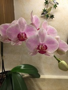 18th Jan 2020 - Dad’s orchid has bloomed 